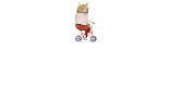 The Curious Bear